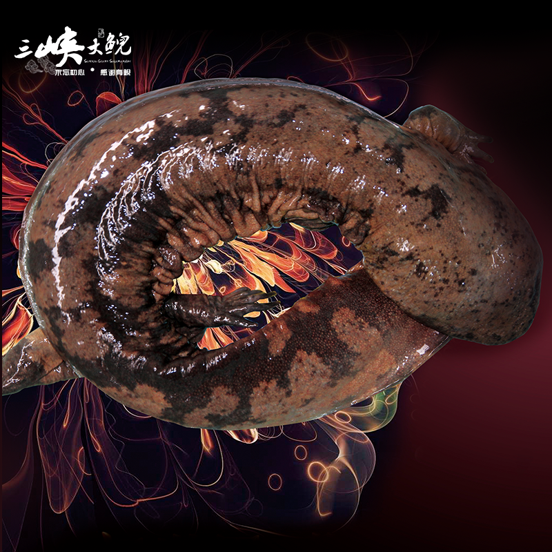 【有機認證】長(cháng)生走魚(yú)來(lái)自三峽庫區無(wú)人區和涵養區（長(cháng)生灣年產(chǎn)60萬(wàn)尾，長(cháng)生淀年產(chǎn)60萬(wàn)尾）