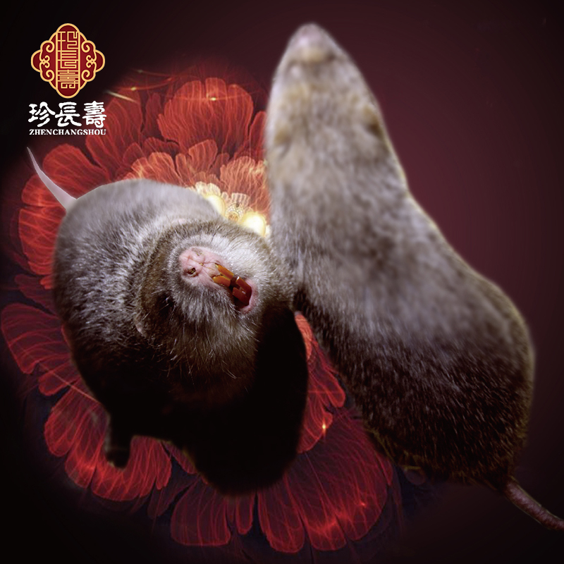 【有機認證】只吃竹子，不是鼠的“鼠”（長(cháng)生淀基地年產(chǎn)10萬(wàn)只）