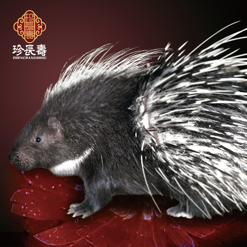 【有機認證】周身是寶，不是豬的“豬”（長(cháng)生淀基地年產(chǎn)量1萬(wàn)頭）