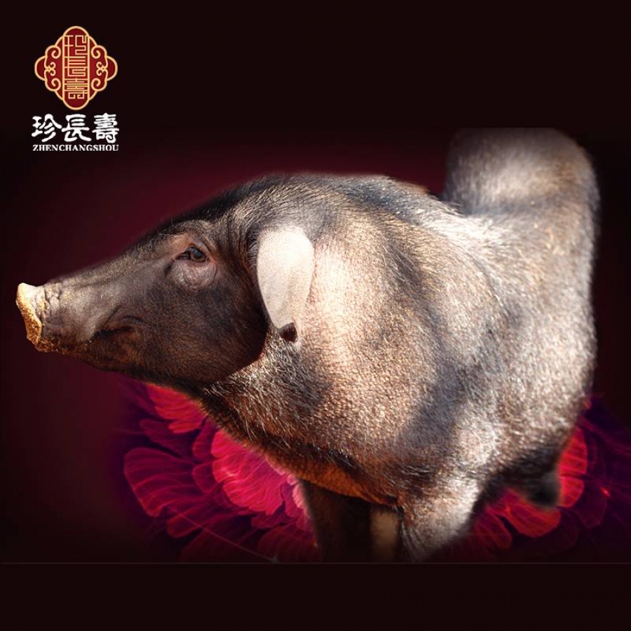 【有機認證】比羊吃草還多的豬，真正的食草豬（長(cháng)生淀年產(chǎn)3萬(wàn)頭）
